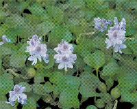 Photograph of water hyacinth