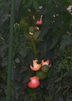 Photograph of tomato