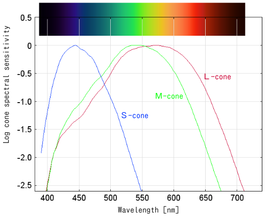 Cone spectral sensitivity